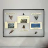 Collector Riker Box- Prehistoric Teeth Prehistoric Online