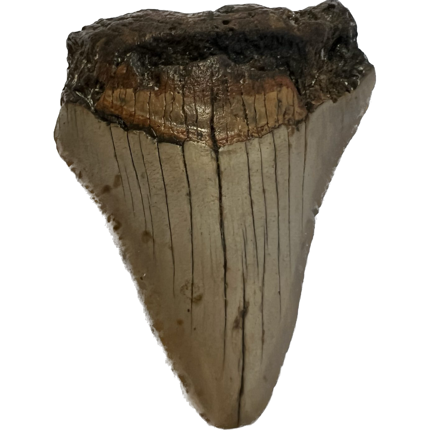 Megalodon Tooth South Carolina 3.05 inch Prehistoric Online