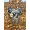 Megalodon Tooth  South Carolina 5.62 inch Prehistoric Online