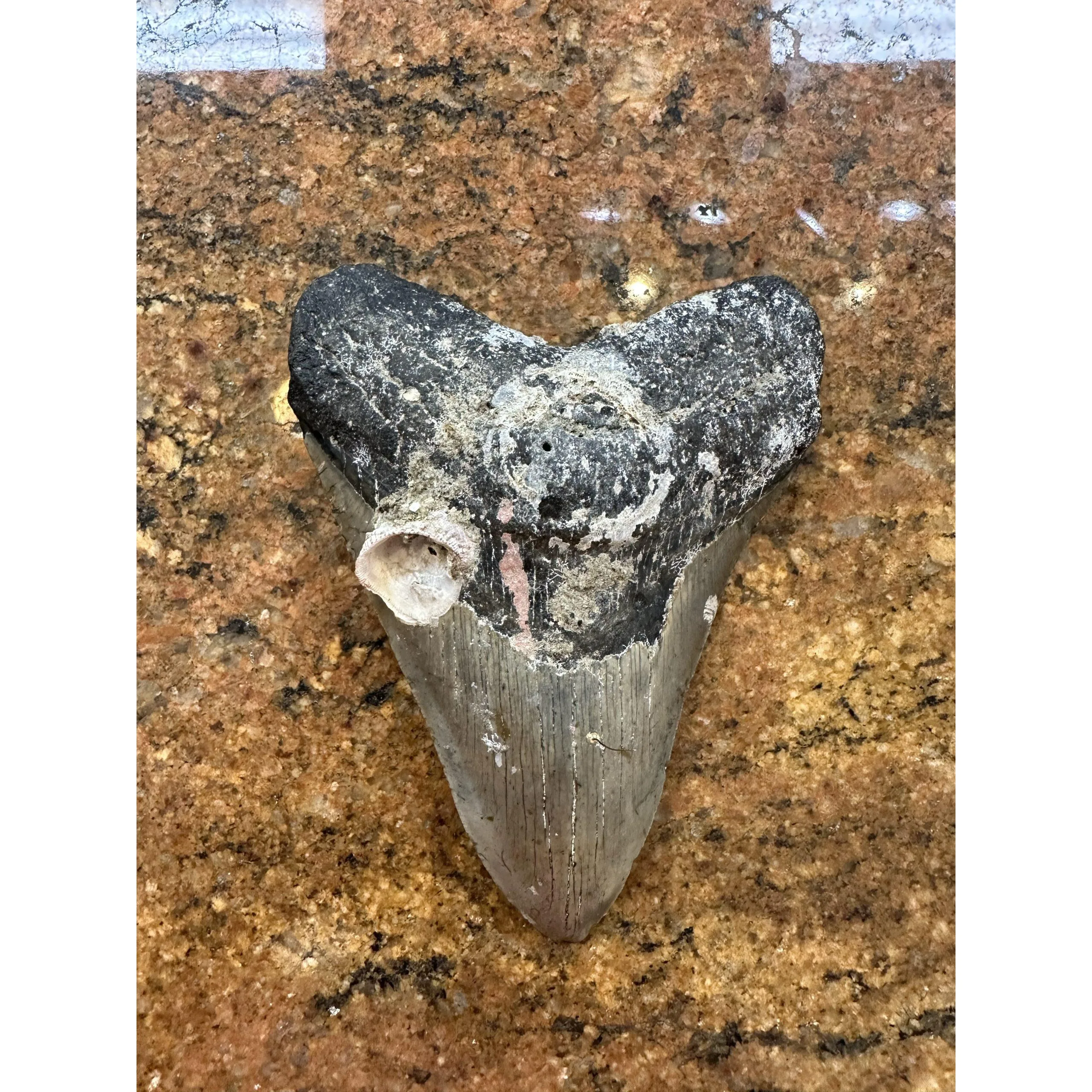 Megalodon Tooth  South Carolina 5.62 inch Prehistoric Online
