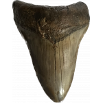 Megalodon Tooth South Carolina 4.22 inch Prehistoric Online