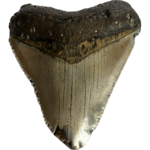 Megalodon Tooth South Carolina 4.46 inch Prehistoric Online