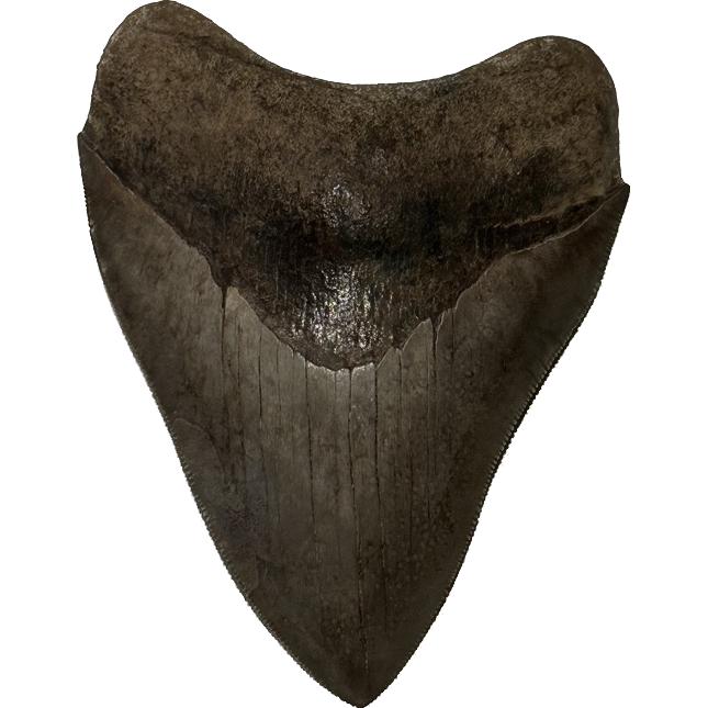Rare Megalodon Tooth, S. Georgia 4.00 inch Prehistoric Online