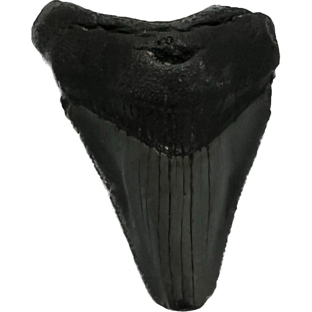 Megalodon Tooth South Carolina 2.50 inch Prehistoric Online