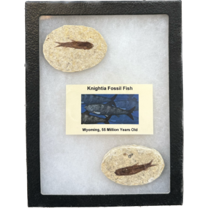 Knightia Fish Fossil – Collector Riker Box Prehistoric Online