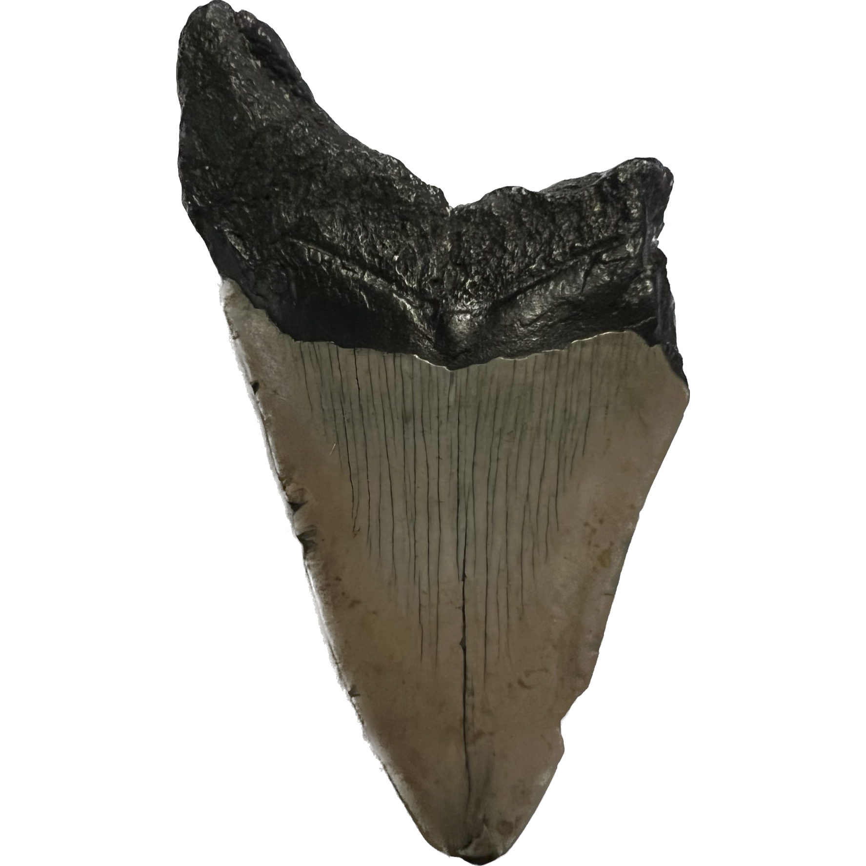 Megalodon Tooth South Carolina 4.50 inch Prehistoric Online