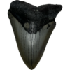 Megalodon Tooth, North Carolina, 3.75 inch Prehistoric Online