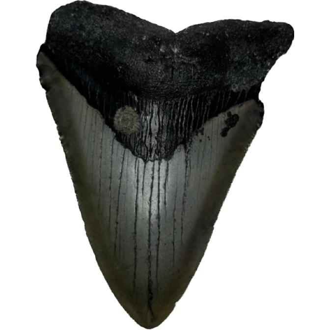 Megalodon Tooth, North Carolina 3.75 inch Prehistoric Online
