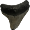 Megalodon Tooth South Carolina 2.23 inch Prehistoric Online