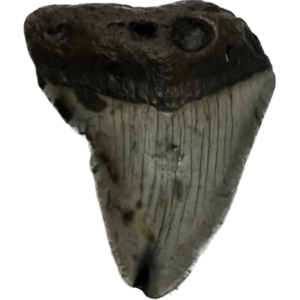 Megalodon Tooth South Carolina 2.52 inch Prehistoric Online
