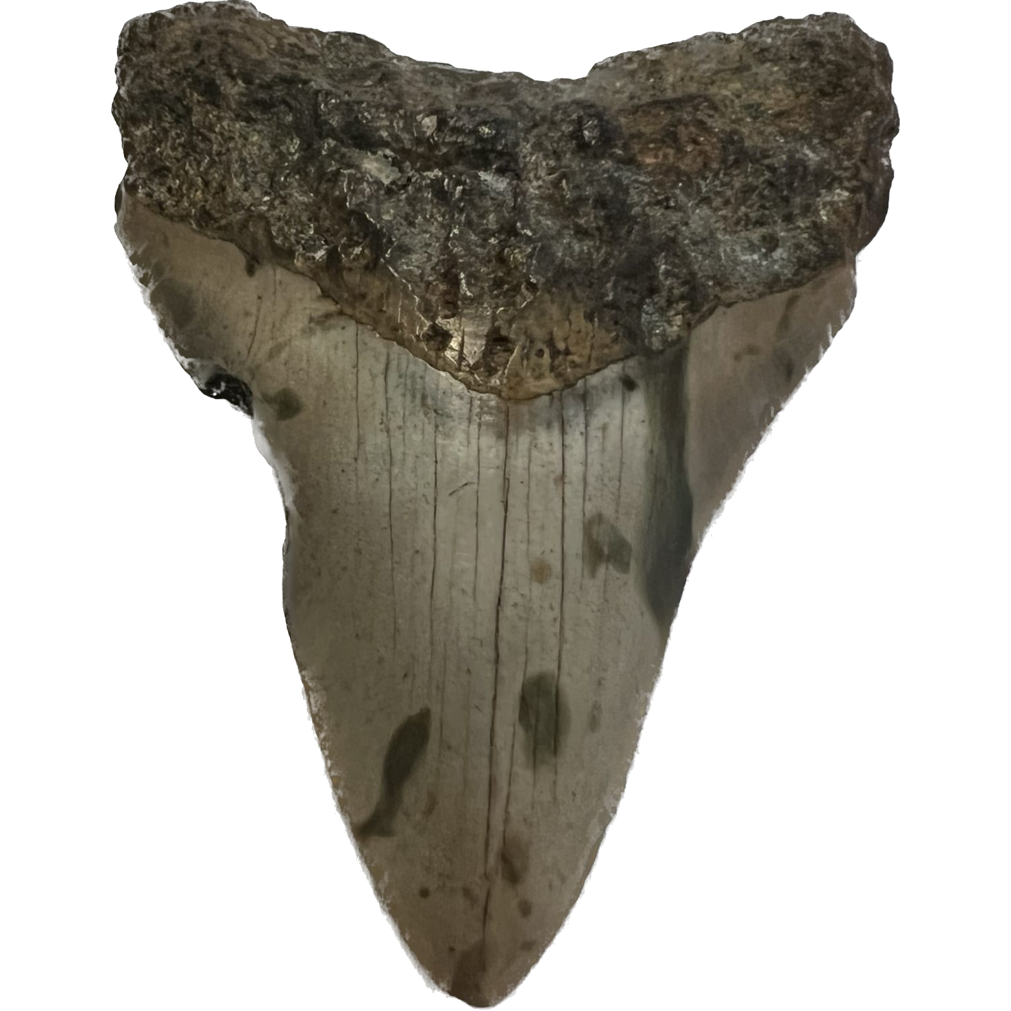 Megalodon Tooth South Carolina 4.38 inch Prehistoric Online
