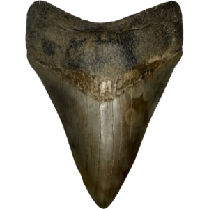 Megalodon Tooth, S. Georgia 3.97 inch Prehistoric Online