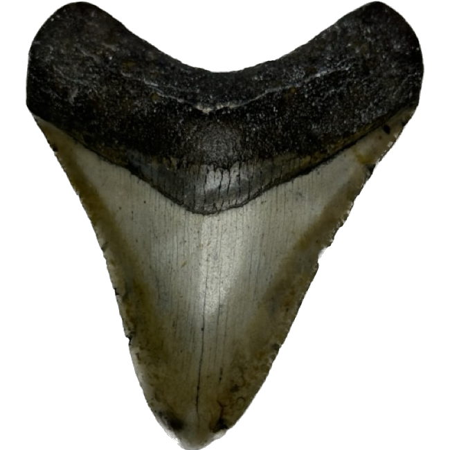 Megalodon Tooth, North Carolina 3.76 inch Prehistoric Online