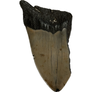 Megalodon Partial Tooth  South Carolina 4.27 inch Prehistoric Online