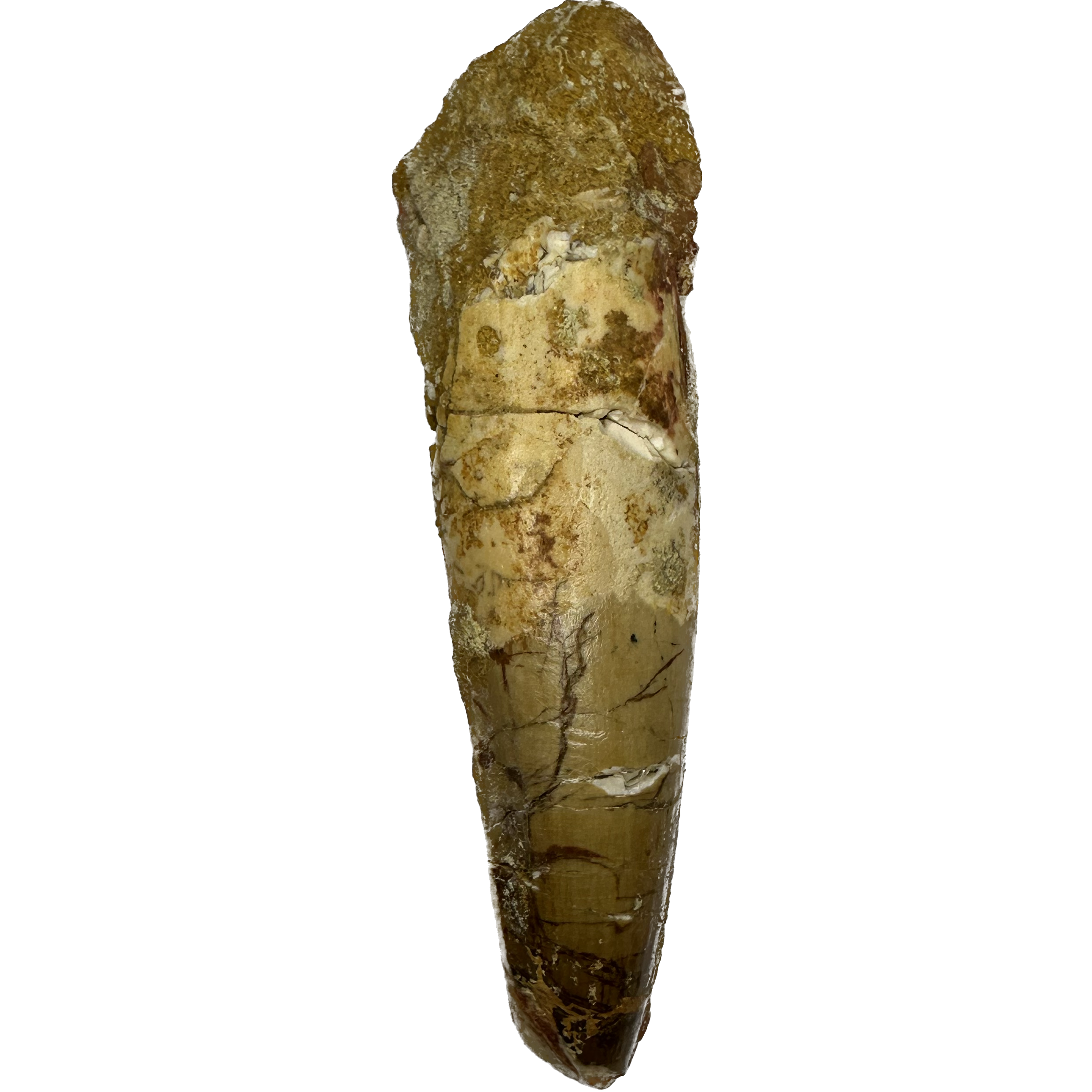 Spinosaurus tooth, Morocco- 3 1/4 inch Prehistoric Online