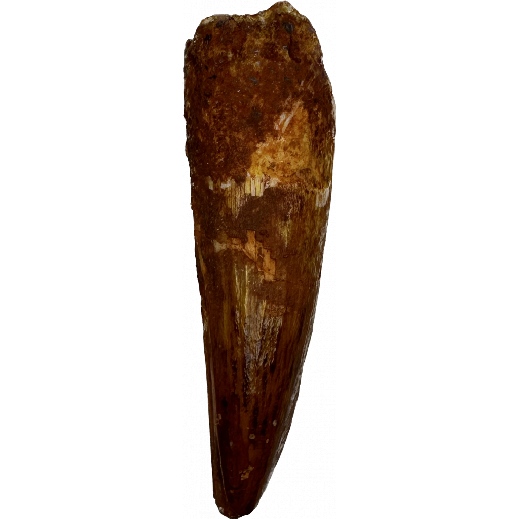 This is a picture of a reddish brown Spinosaurus tooth.