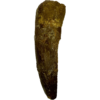 Spinosaurus Tooth, Morocco, near 2 inch in length Prehistoric Online