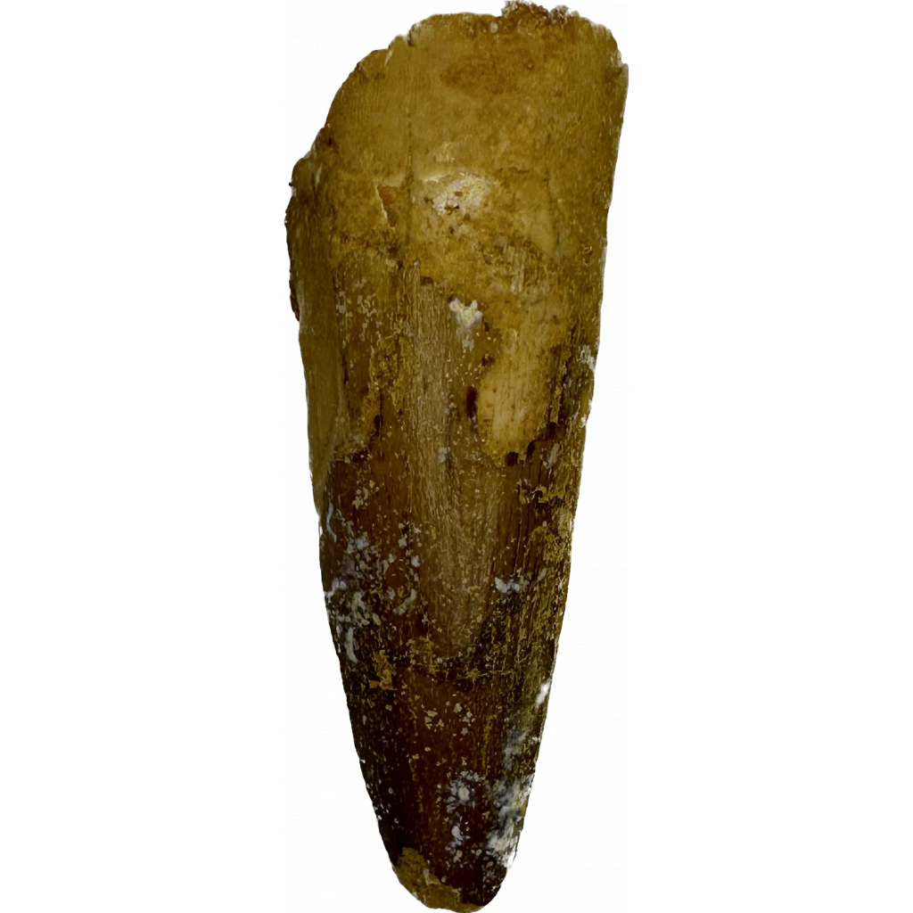 This is a picture of a brownish Spinosaurus tooth with some root still intact.