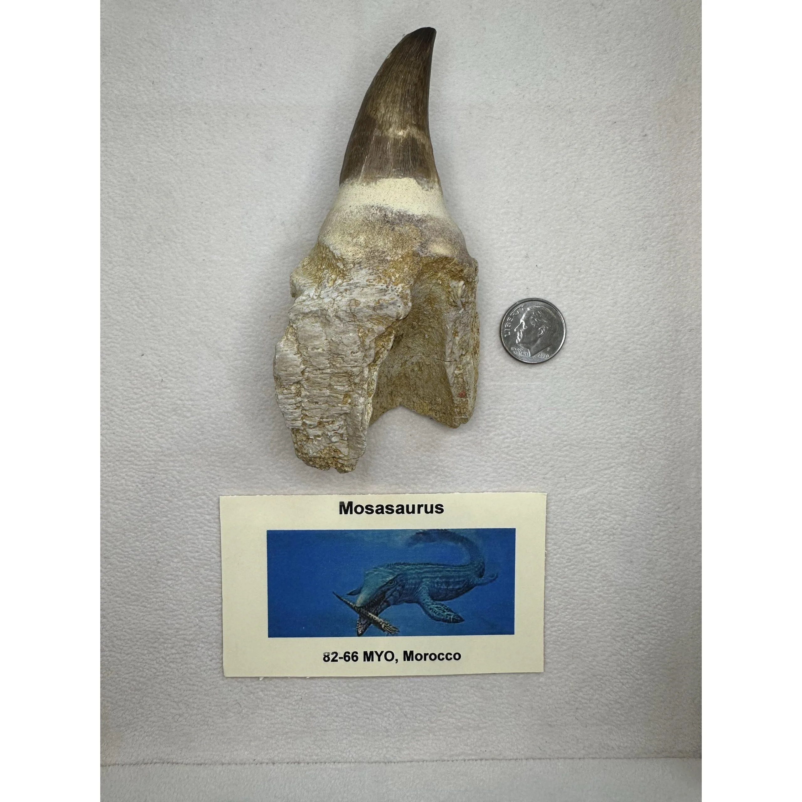 Prognathodon Anceps – Exceptional tooth with massive root Prehistoric Online