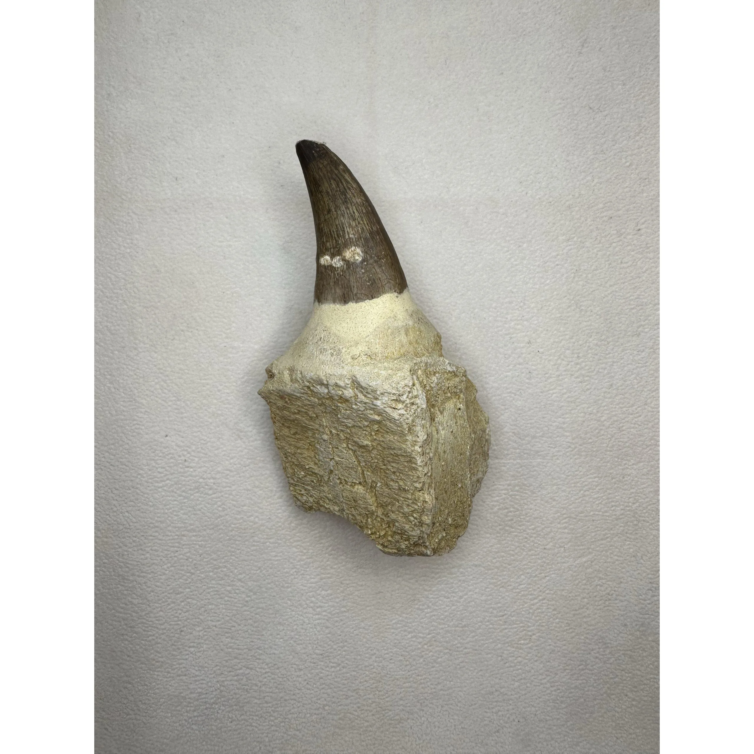 Prognathodon Anceps – Exceptional tooth with massive root Prehistoric Online
