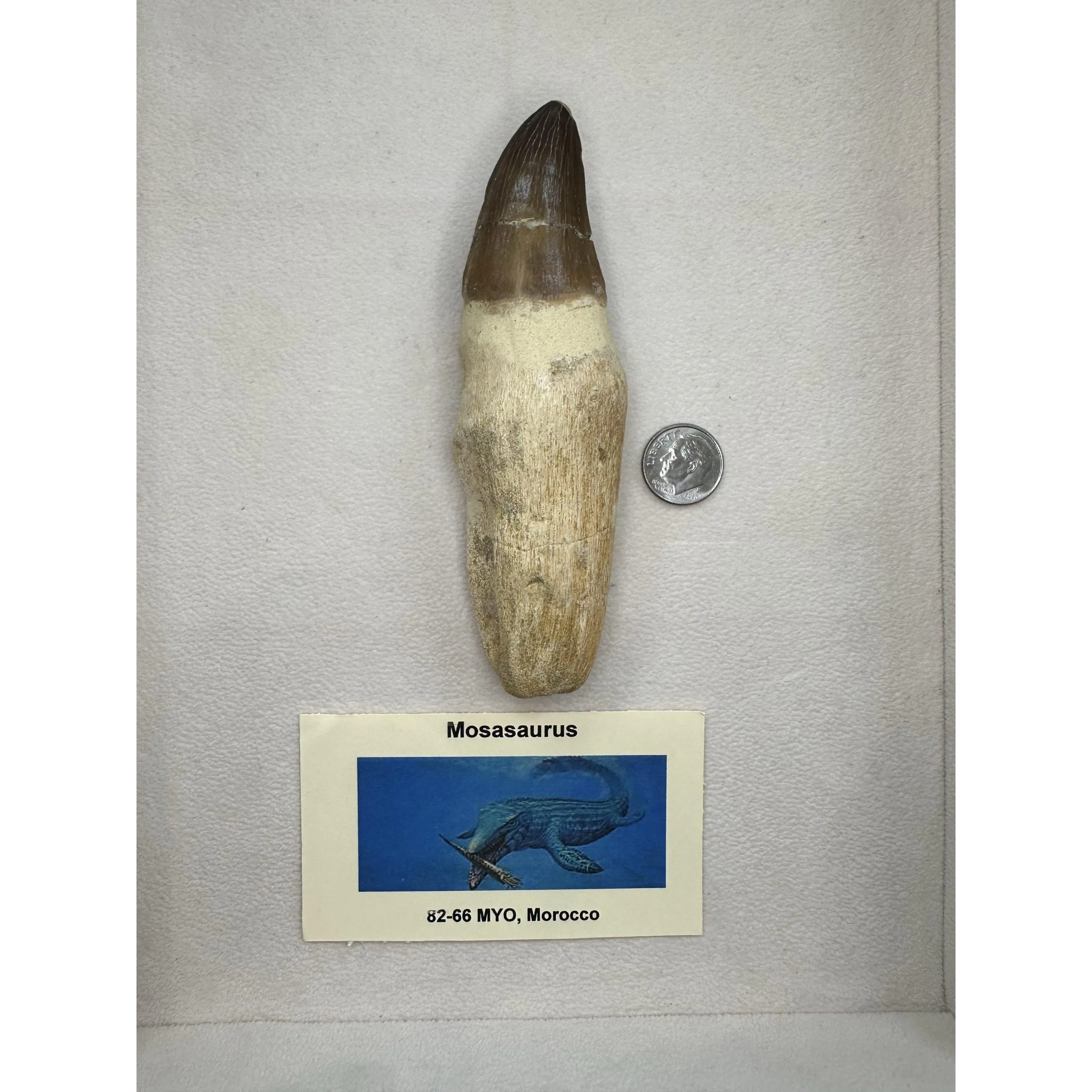 Prognathodon Anceps – Large Mosasaur tooth Prehistoric Online
