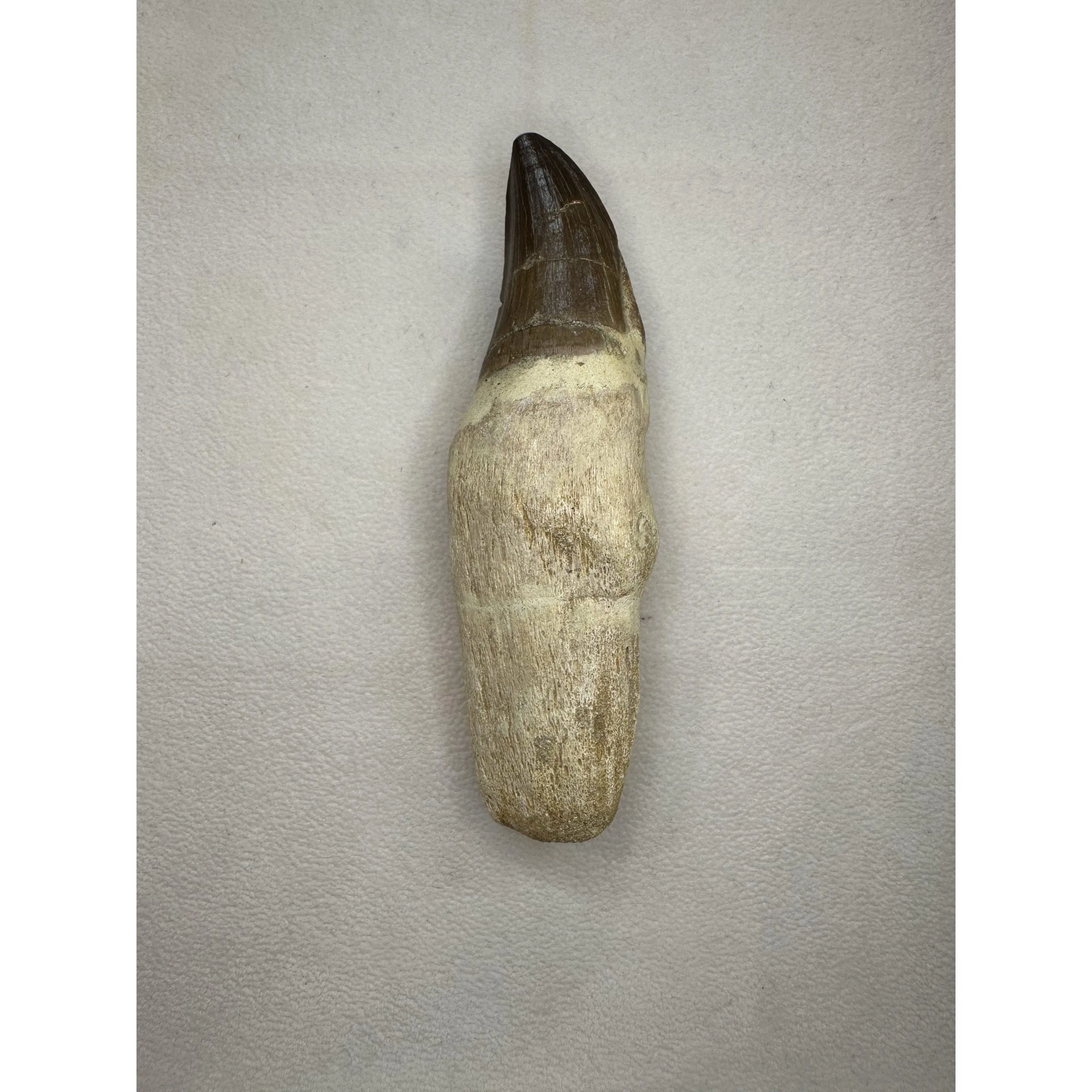 Prognathodon Anceps – Large Mosasaur tooth Prehistoric Online