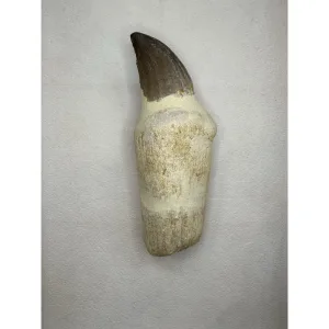 Prognathodon Anceps – Mosasaur tooth with root Prehistoric Online