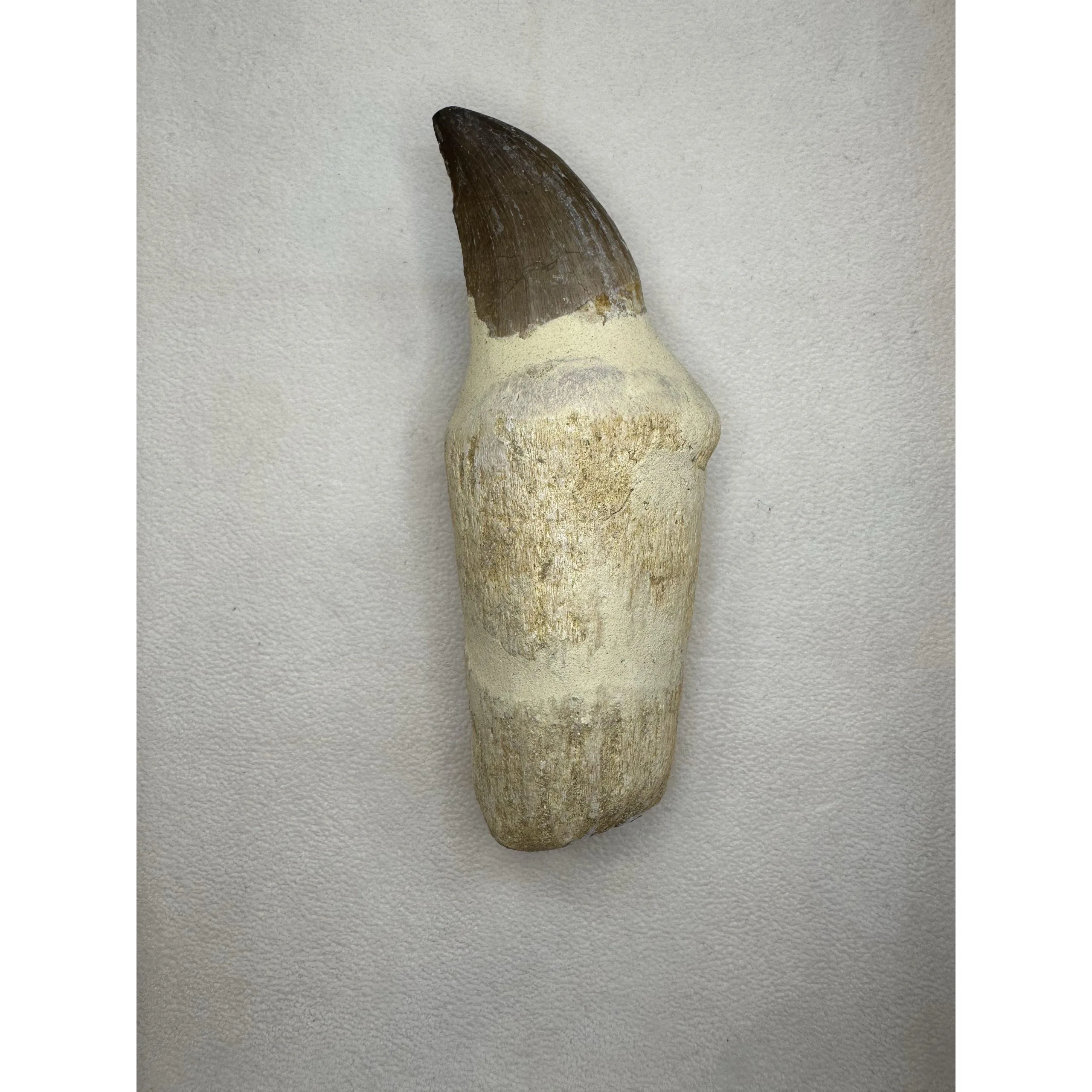 Prognathodon Anceps – Mosasaur tooth with detailed root Prehistoric Online