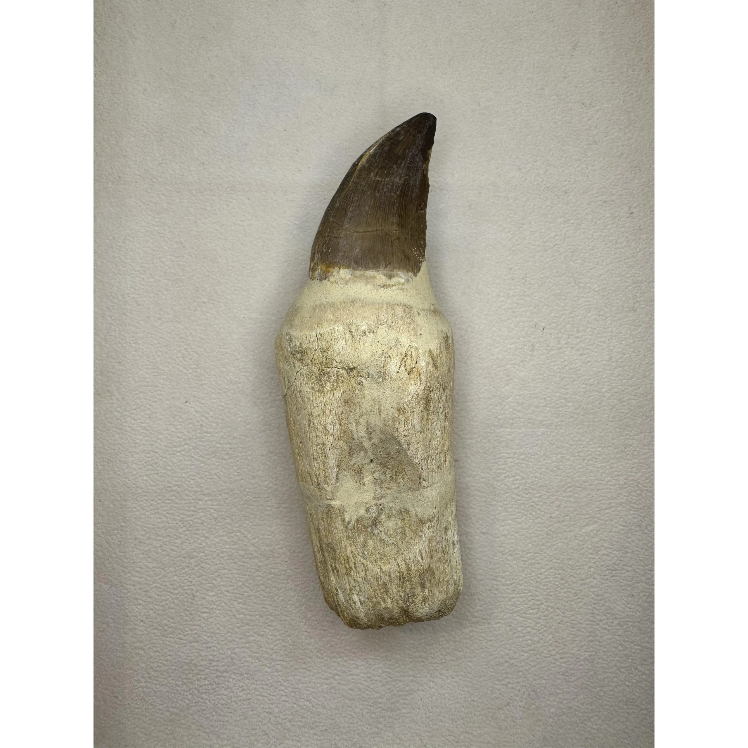 Prognathodon Anceps – Mosasaur tooth with detailed root Prehistoric Online