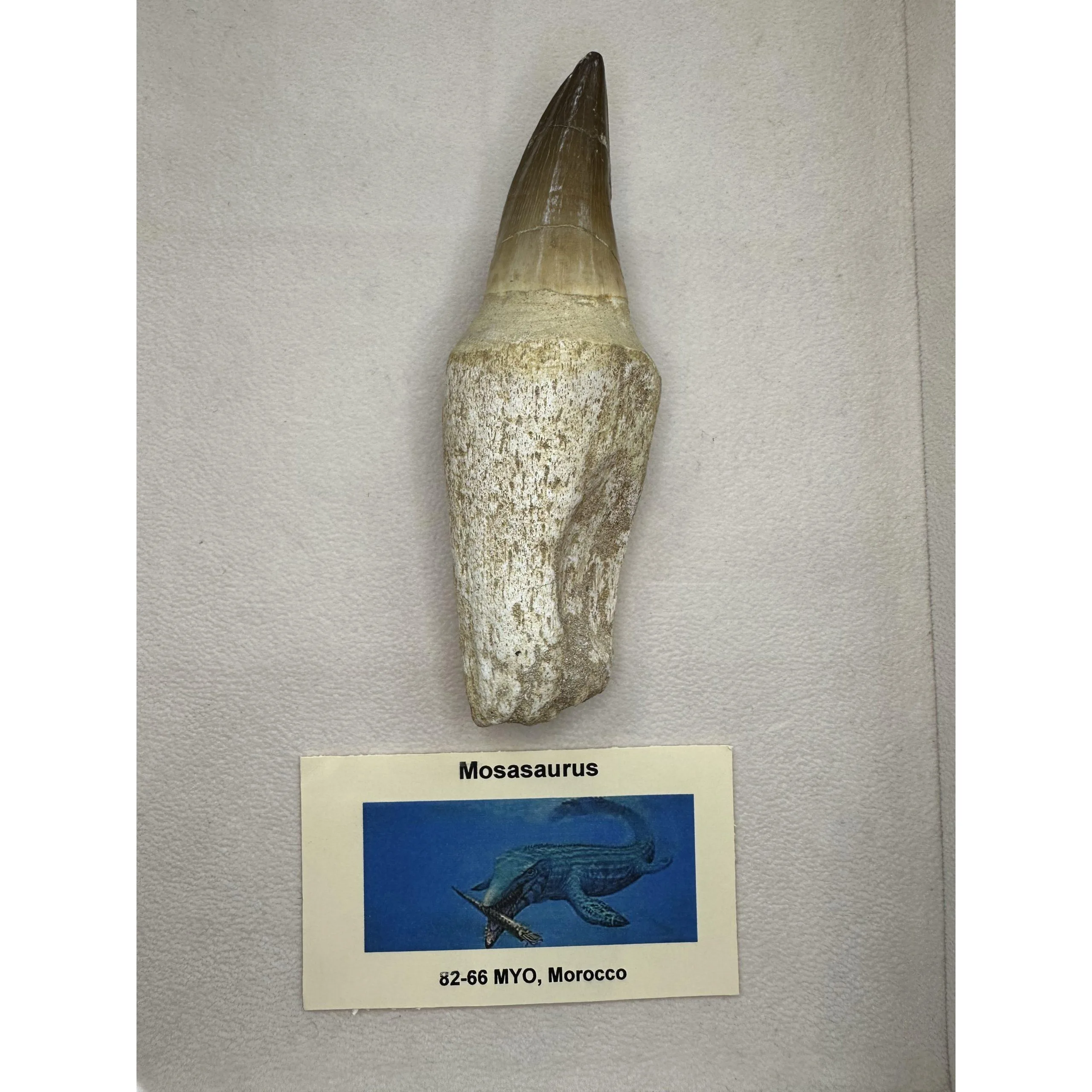 Prognathodon Anceps, Mosasaur tooth, huge 4 1/2 inches Prehistoric Online