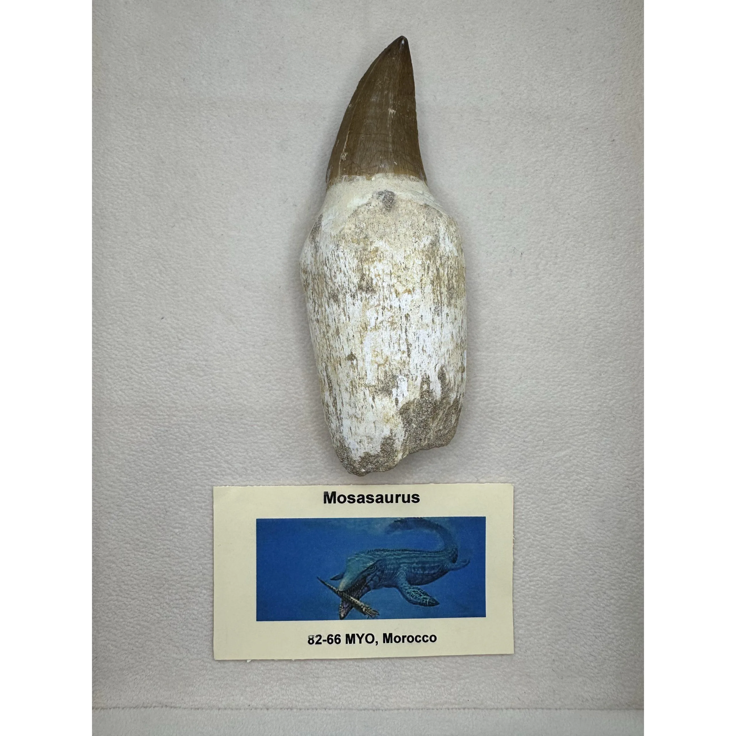 Prognathodon Anceps – 4 1/2 inch Mosasaur tooth Prehistoric Online