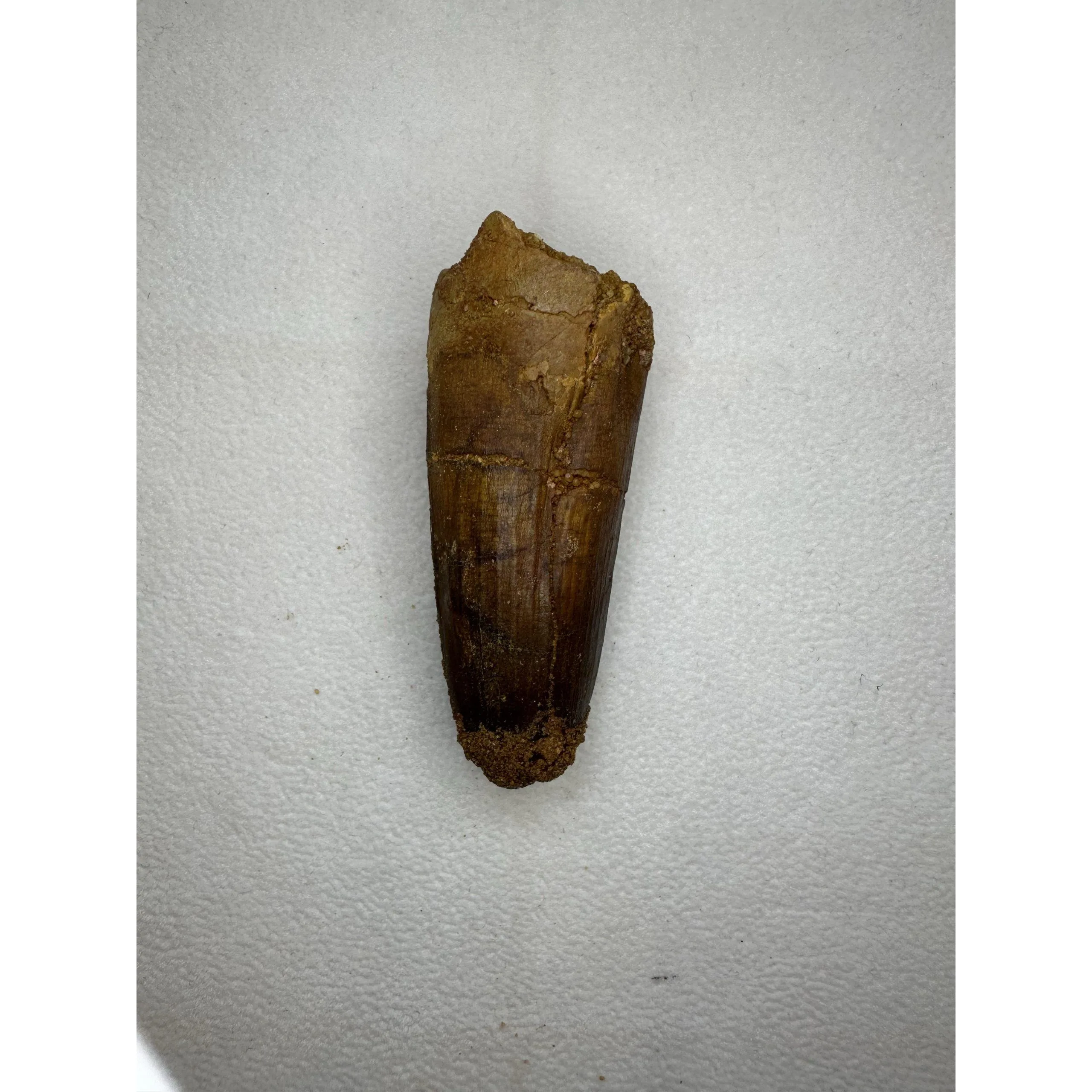 Spinosaurus, 3 inch dinosaur tooth Prehistoric Online