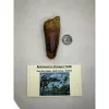 Spinosaurus Tooth Morocco Prehistoric Online