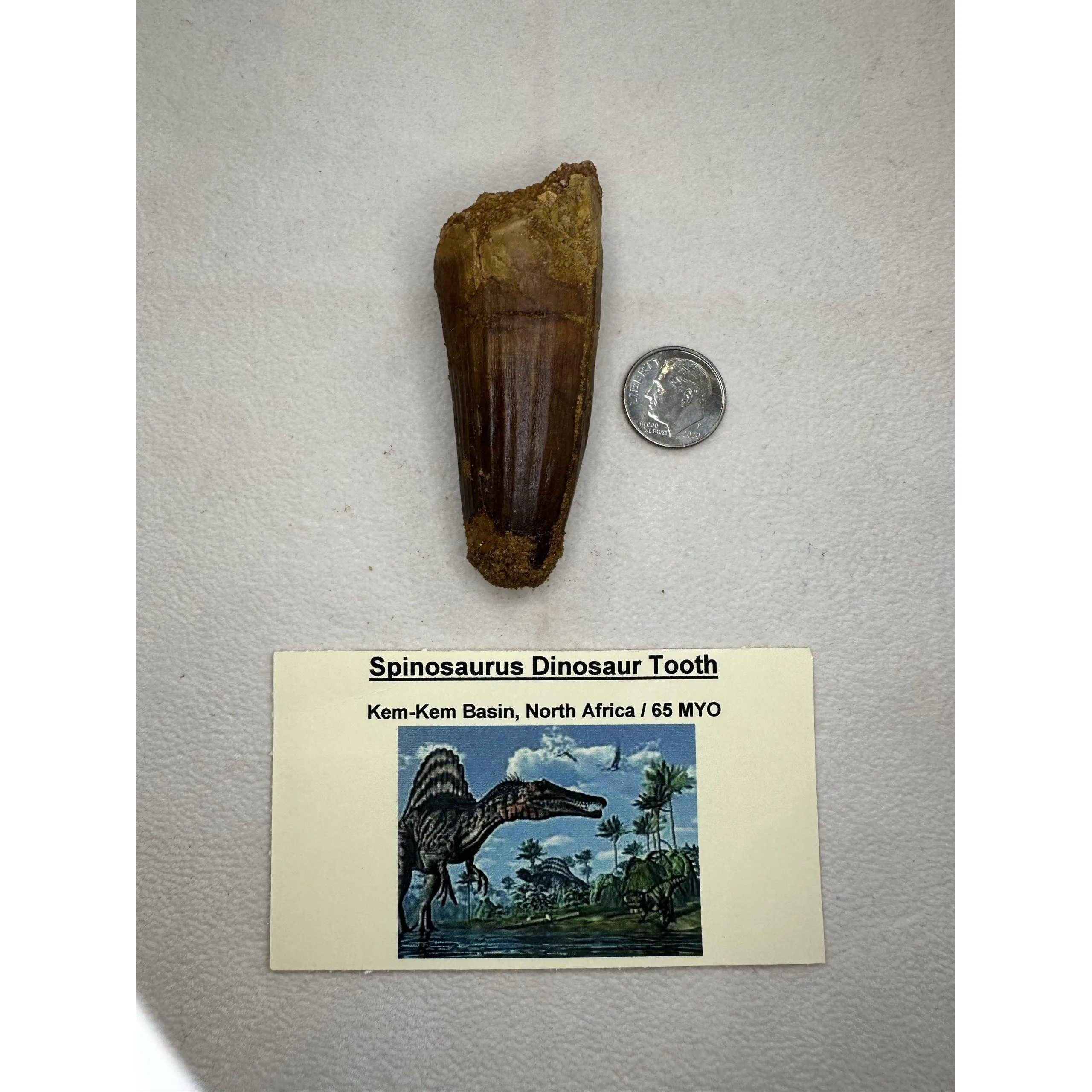 Spinosaurus, 3 inch dinosaur tooth Prehistoric Online