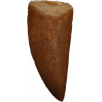 Carcharodontosaurus tooth, Morocco, Massive 4 inch Prehistoric Online
