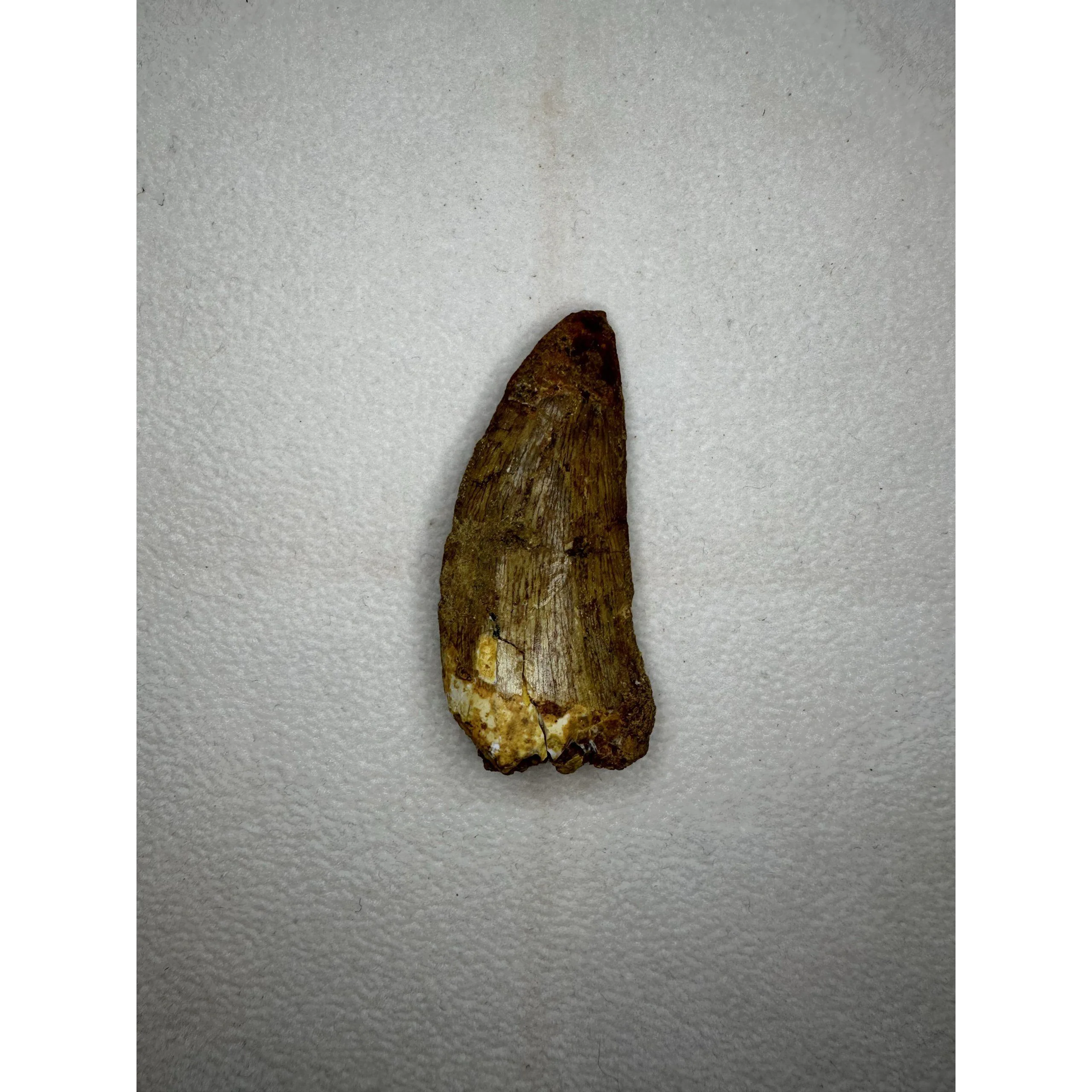 Carcharodontosaurus tooth, Morocco, 2 1/4 inches Prehistoric Online