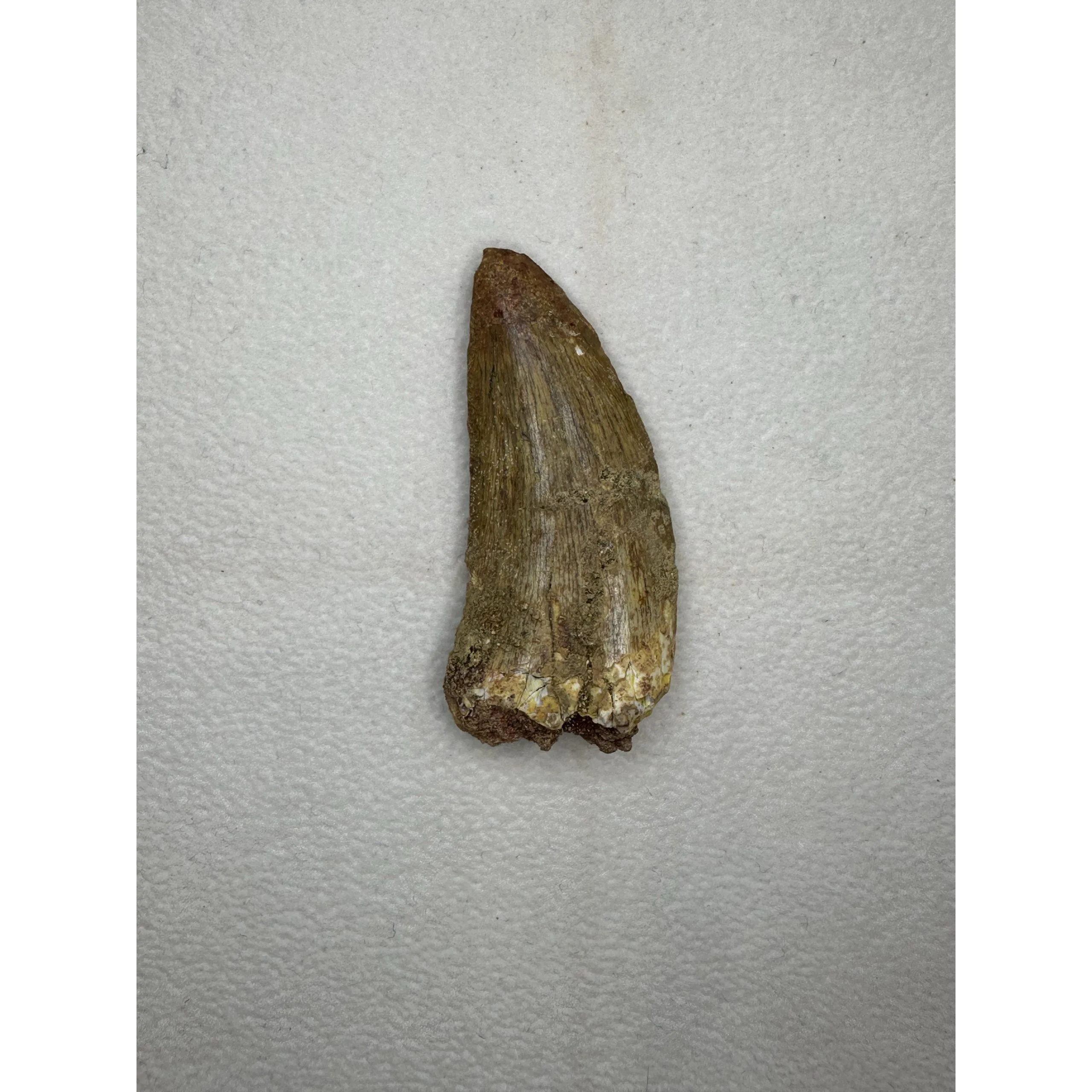 Carcharodontosaurus tooth, Morocco, 2 1/4 inches Prehistoric Online