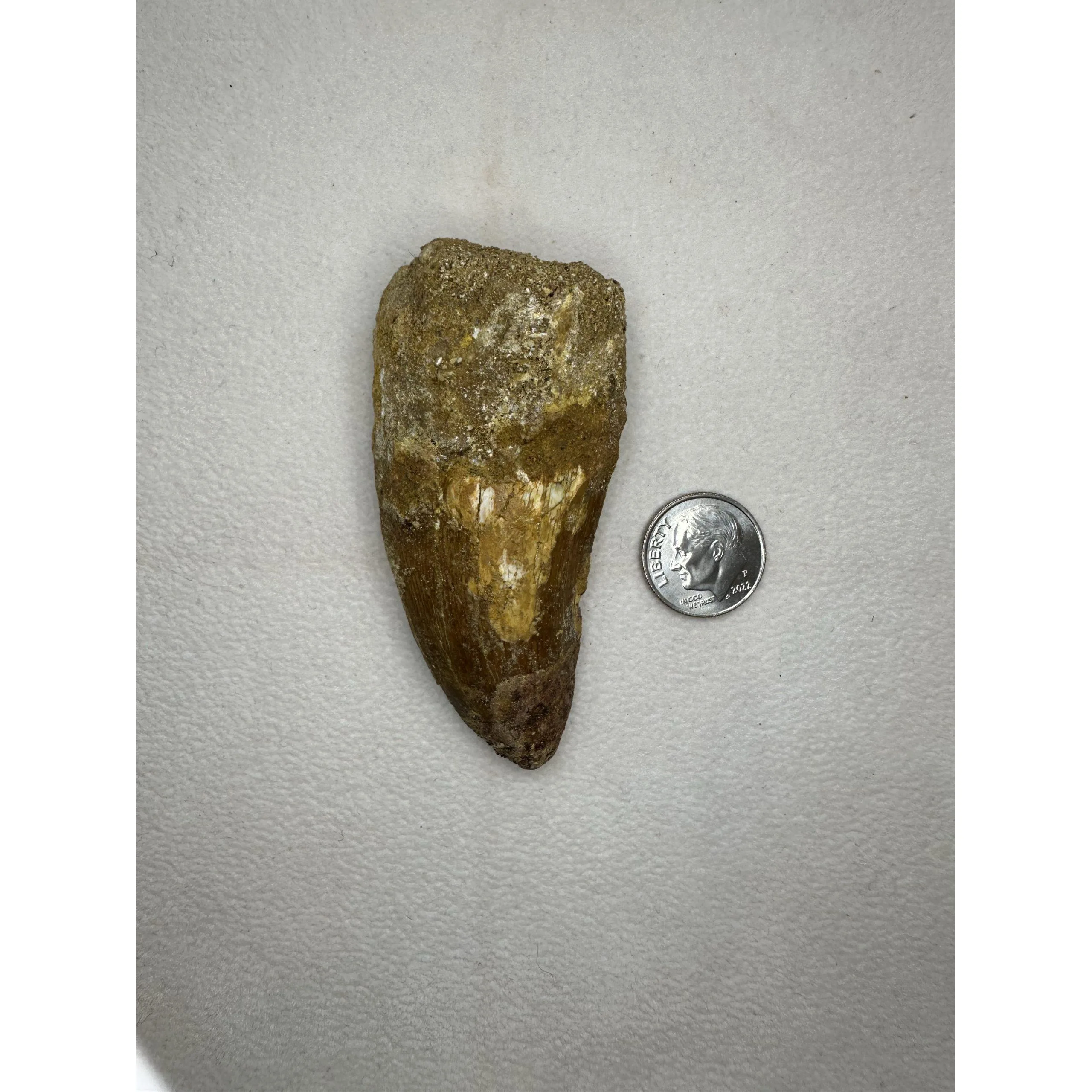Carcharodontosaurus tooth, Morocco, 2 1/2 inch long Prehistoric Online