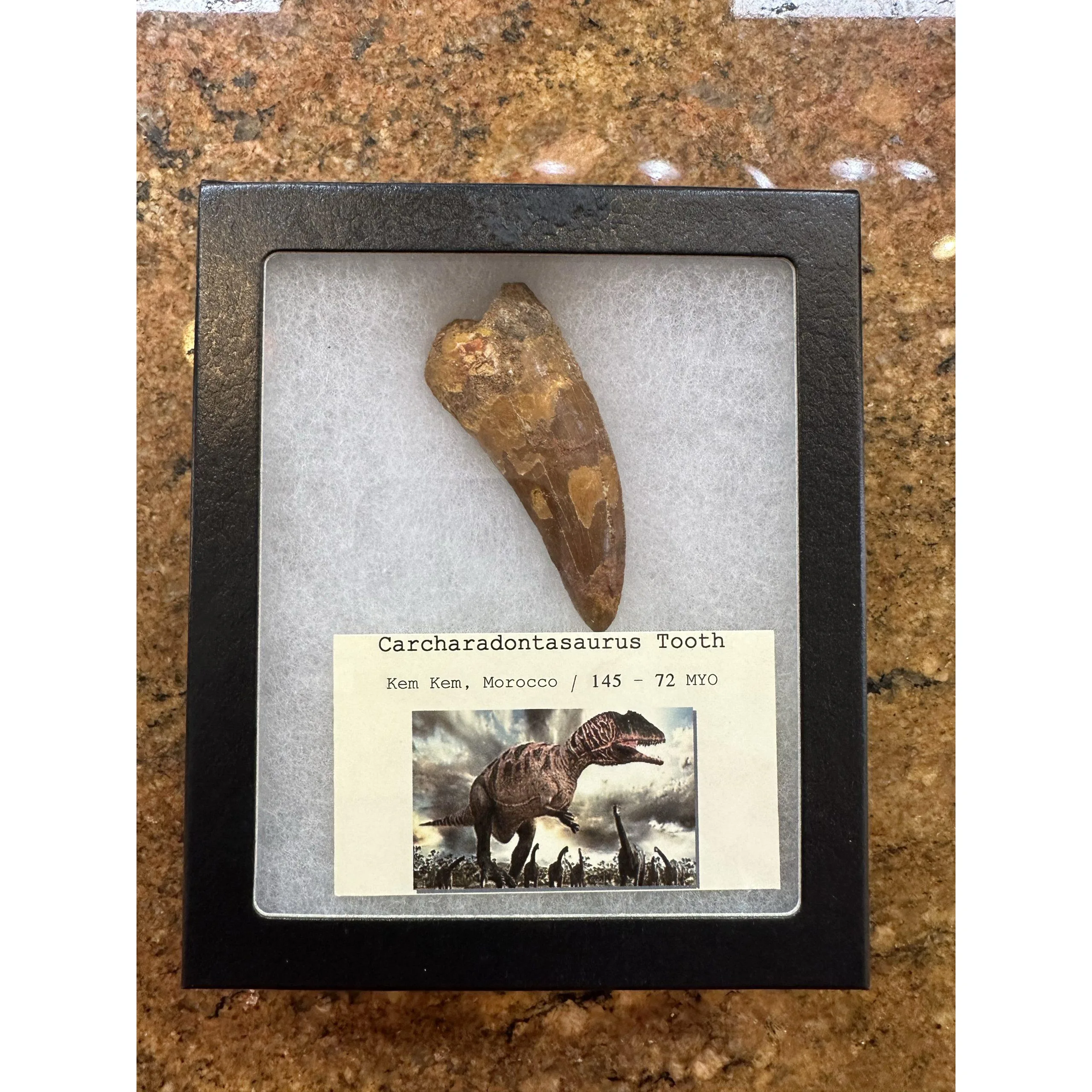 Carcharodontosaurus tooth, value 3″ fossil Prehistoric Online