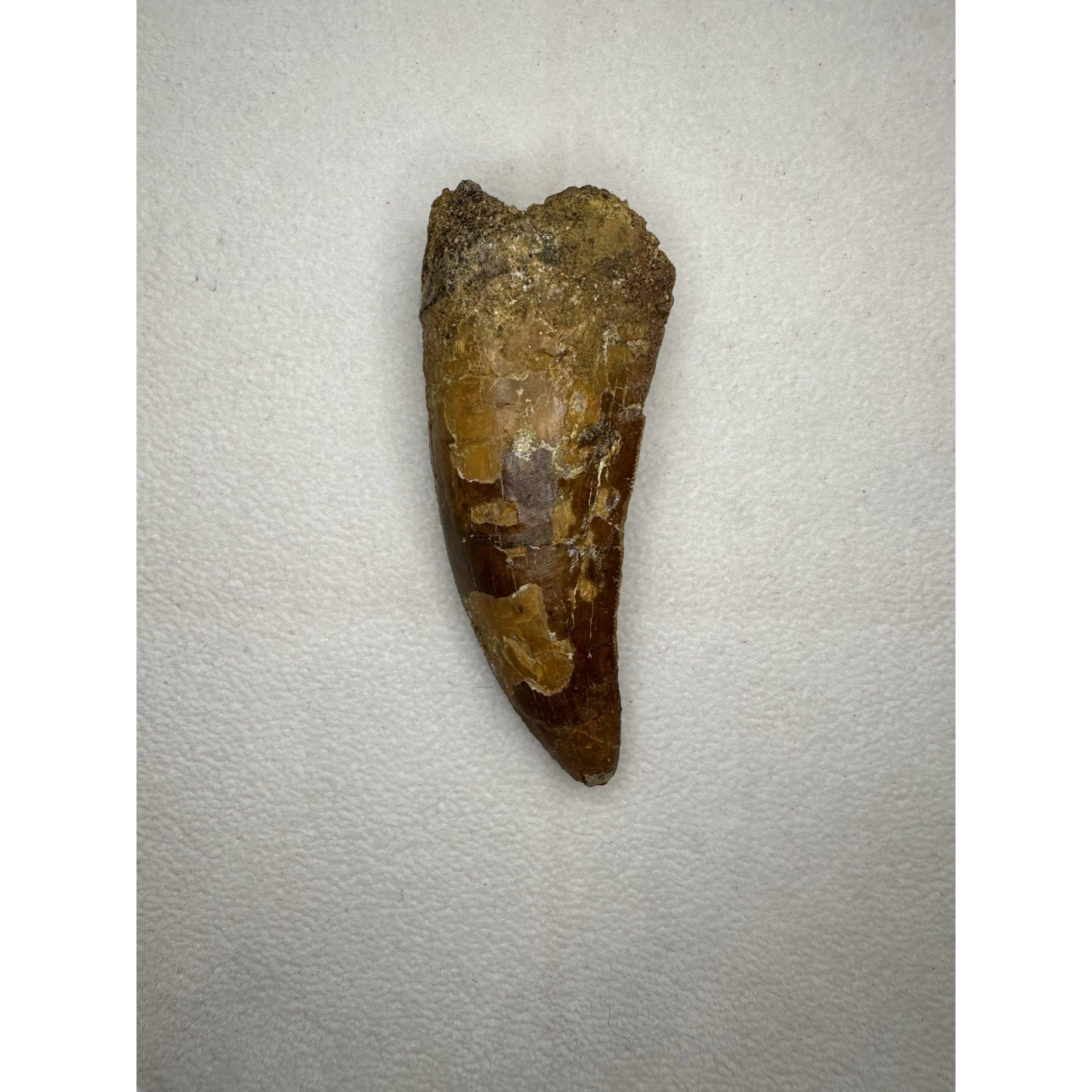 Carcharodontosaurus tooth, value 3″ fossil Prehistoric Online