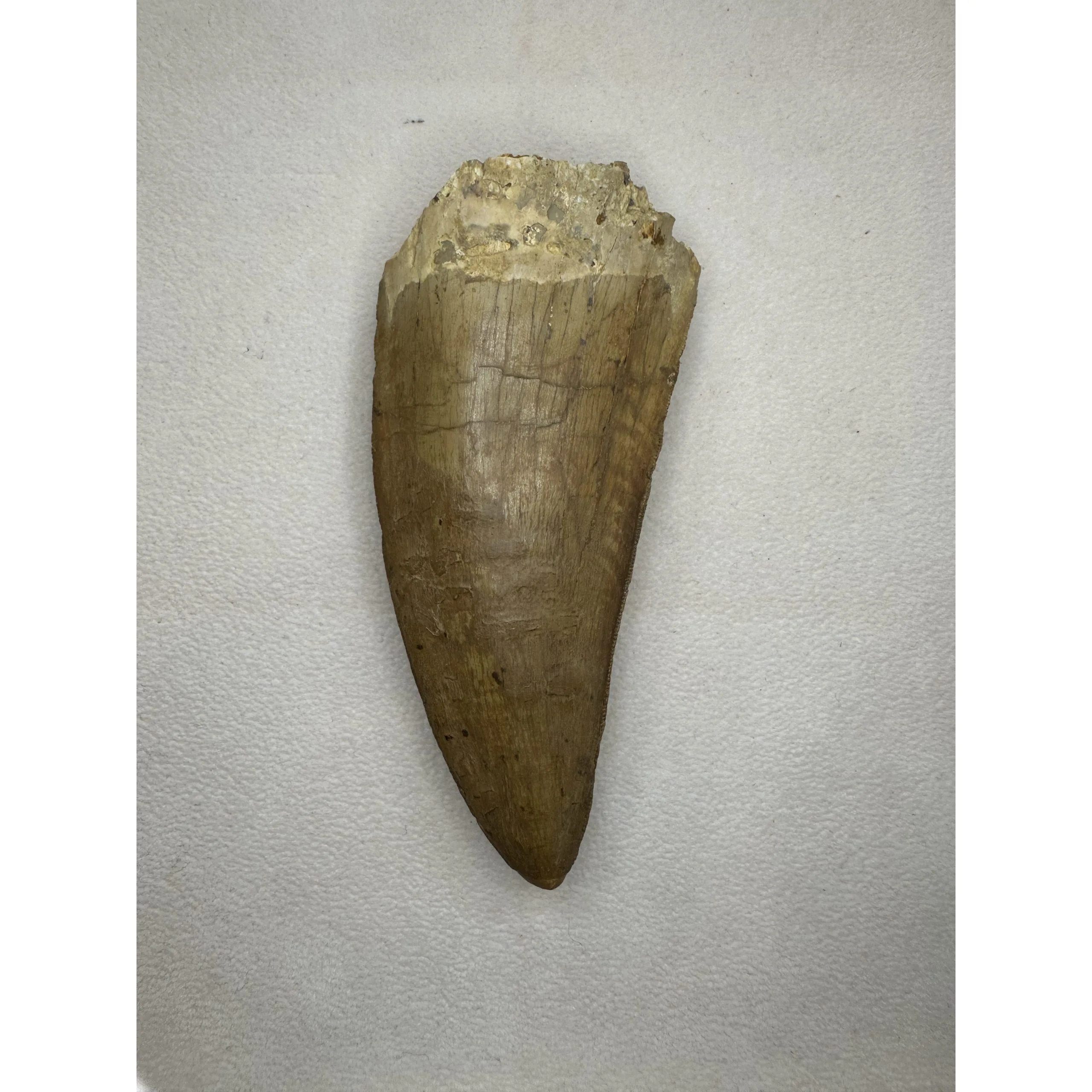 Carcharodontosaurus dinosaur tooth, Morocco, 5 inches Prehistoric Online
