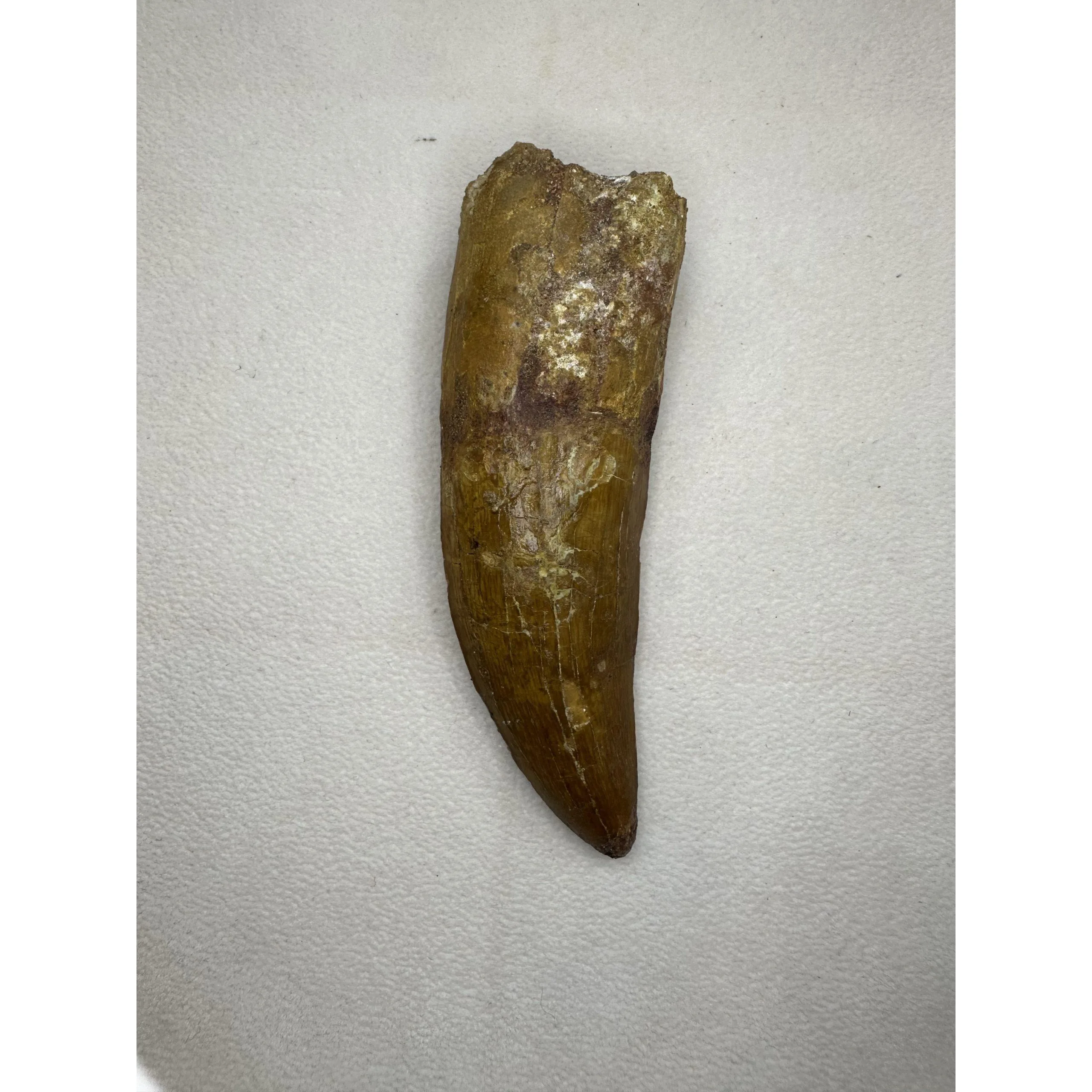 Carcharodontosaurus tooth, huge 4 1/4 inches long, Morocco Prehistoric Online