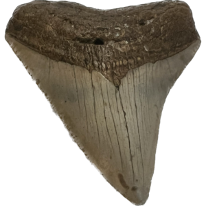 Megalodon Tooth South Carolina 3.92 inch Prehistoric Online