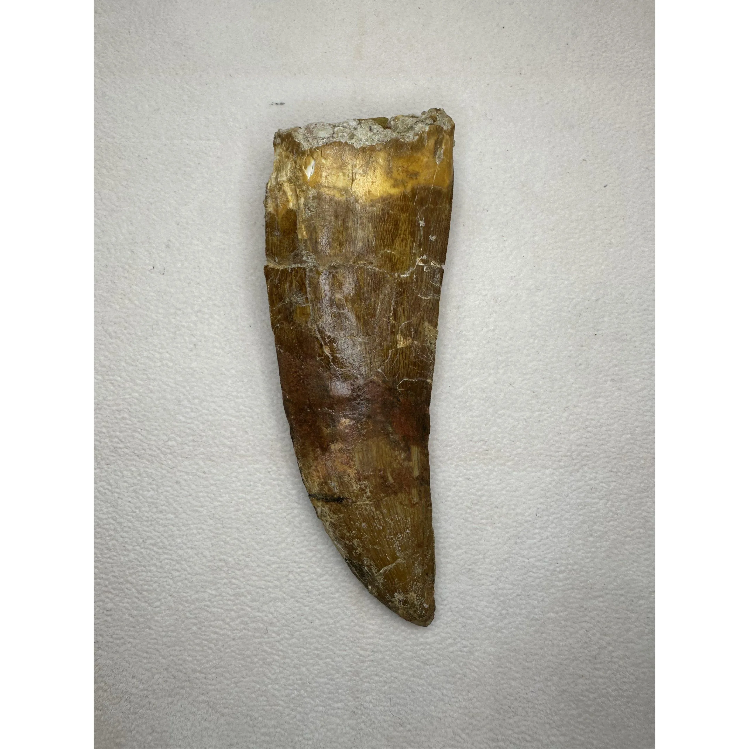 Carcharodontosaurus tooth, Morocco, incredible 4 3/4 inch Prehistoric Online