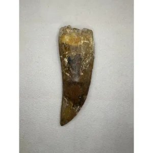 Carcharodontosaurus tooth Morocco Prehistoric Online