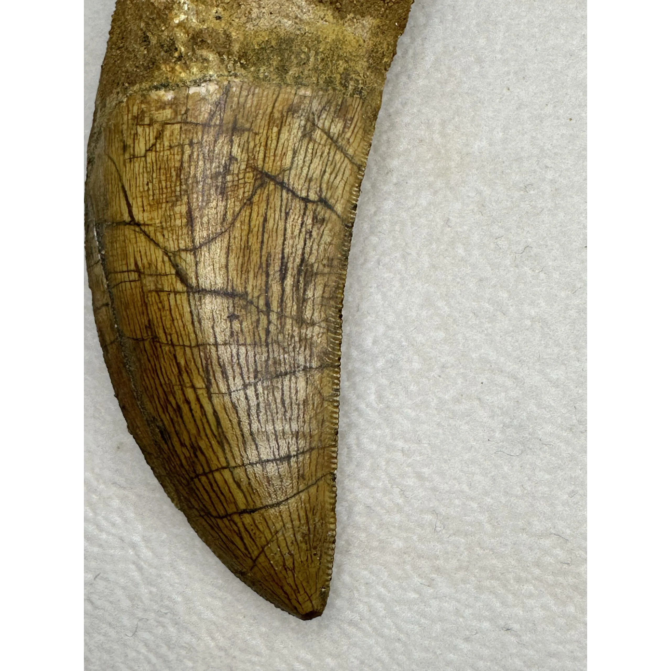 Carcharodontosaurus tooth, stunning 3 inch, Morocco Prehistoric Online