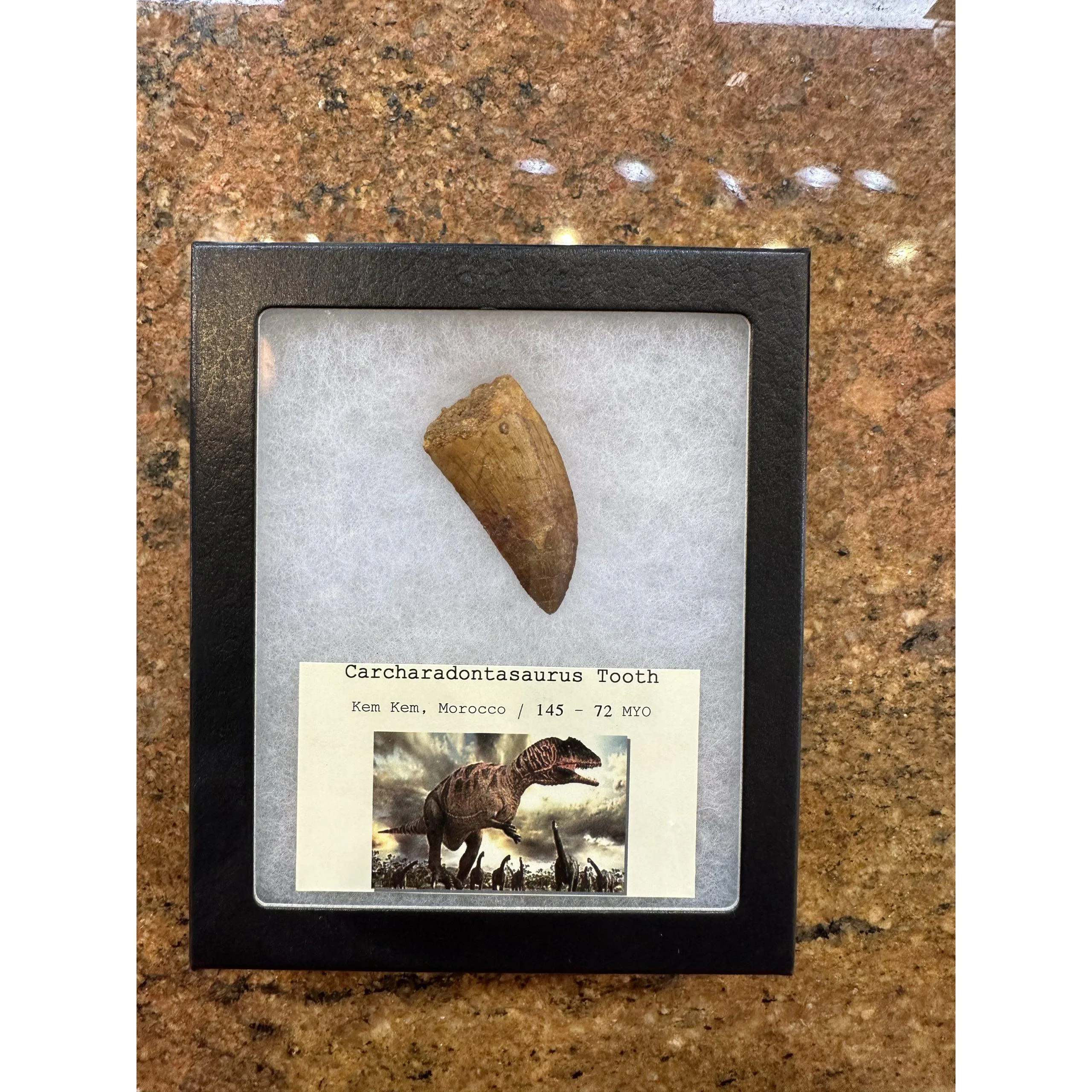 Carcharodontosaurus tooth, Morocco, natural 2 1/4 inch Prehistoric Online