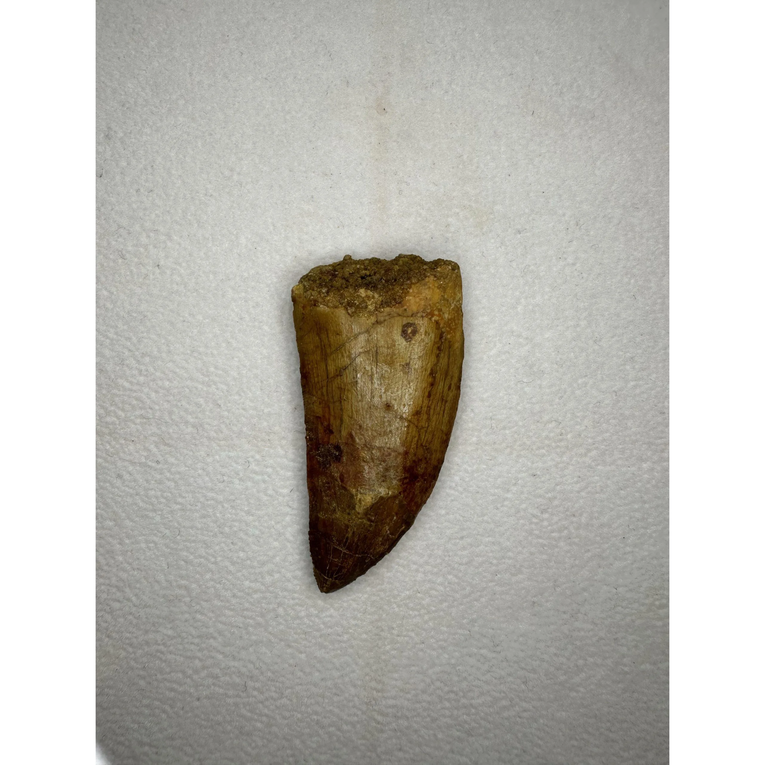 Carcharodontosaurus tooth, Morocco, natural 2 1/4 inch Prehistoric Online