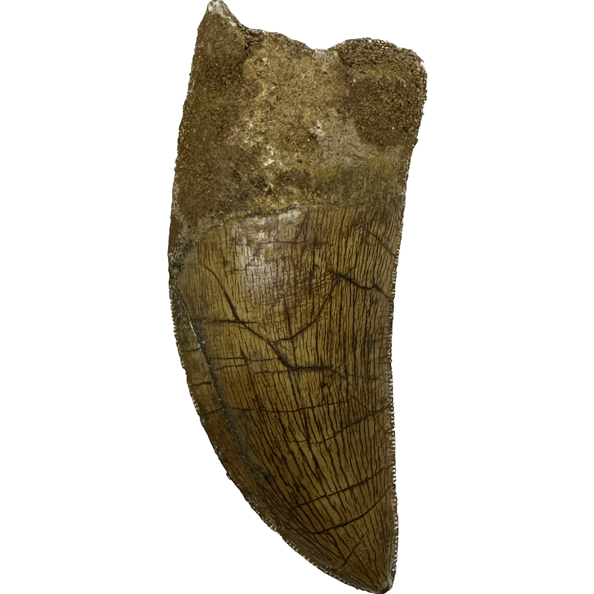Carcharodontosaurus tooth, stunning 3 inch, Morocco Prehistoric Online