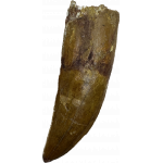 Carcharodontosaurus tooth, huge 4 1/4 inches long, Morocco Prehistoric Online